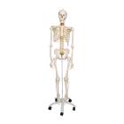 3B Scientific A15 Fred the Flexible Skeleton with Flexible Foot & Hand Wire Mounted - 3B Smart Anatomy