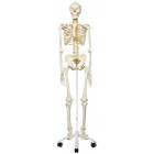 https://www.universalmedicalinc.com/media/catalog/product/cache/f7d22d709f36a4c708b679a79e4a37e6/a/1/a15_fred-the-flexible-skeleton-with-flexible-foot-and-hand-wire-mounted.jpg