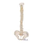 3B Scientific A18-20 Mini Vertebral Column - Flexible - No Stand - 3B Smart Anatomy