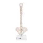 3B Scientific A18-21 Mini Vertebral Column on Stand - Flexible - 3B Smart Anatomy