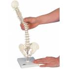 Mini Vertebral Column on Stand - Flexible