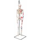 Mini Skeleton with Painted Muscles on Hanging Stand