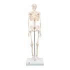 Mini Skeleton - Mounted on Base