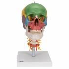 3B Scientific A20-2 Didactic Skull on Cervical Spine (4-Part)