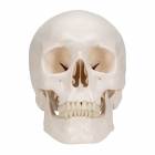 3B Scientific A20-9 Classic 3-Part Human Skull with 5-Part Brain