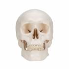 3B Scientific A20 Classic Human Skull (3-Part)