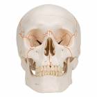 3B Scientific A21 Classic Human Skull with Numbers (3-Part)