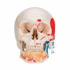 3B Scientific A22-1 Classic Painted Human Skull with Opened Lower Jaw (3-Part)