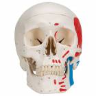 3B Scientific A23 Classic Human Skull with Painted Musculature (3-Part)