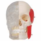 3B Scientific A282 BONElike Human Skull - Half Transparent & Half Bony (8-Part) - 3B Smart Anatomy