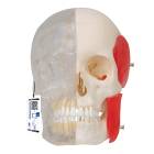 3B Scientific A282 BONElike Human Skull - Half Transparent & Half Bony (8-Part) - 3B Smart Anatomy
