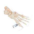 3B Scientific A30-2 Foot Skeleton - Loosely Threaded on Nylon
