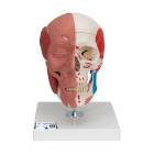3B Scientific A300 Human Skull with Facial Muscles - 3B Smart Anatomy