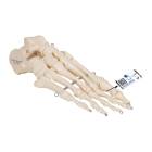 3B Scientific A30 Foot Skeleton Mounted on Wire