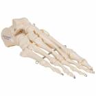 3B Scientific A30 Foot Skeleton Mounted on Wire - 3B Smart Anatomy