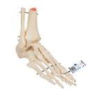 3B Scientific A31 Rigid Skeletal Foot Model with Portion of Tibia and Fibula - Wire Mounted