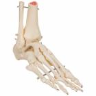 3B Scientific A31 Rigid Skeletal Foot Model with Portion of Tibia and Fibula - 3B Smart Anatomy