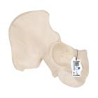 3B Scientific A35-5 Hip Bone Model - 3B Smart Anatomy