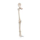 3B Scientific A36 Human Leg Skeleton Model with Hip Bone - 3B Smart Anatomy