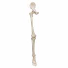 3B Scientific A36 Human Leg Skeleton Model with Hip Bone - 3B Smart Anatomy