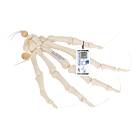 3B Scientific A40/2 Hand Skeleton Loosely Threaded on Nylon