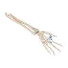 3B Scientific A40/3 Loose Hand Skeleton with Portions of Ulna and Radius