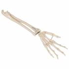 3B Scientific A40-3 Human Hand Skeleton Model with Ulna Radius Elastic Mounted String 3B Smart Anatomy