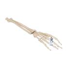 3B Scientific A41 Hand Skeleton With Portions of Ulna and Radius, Wire Mounted