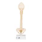 3B Scientific A52 BONElike Child's Vertebral Column Model - 3B Smart Anatomy