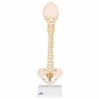 3B Scientific A52 BONElike™ Child's Vertebral Column Model - 3B Smart Anatomy