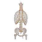 3B Scientific A56/2 Classic Flexible Spine with Ribs and Femur Heads - 3B Smart Anatomy