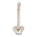 3B Scientific A58-1 Classic Flexible Spine with Male Pelvis - 3B Smart Anatomy