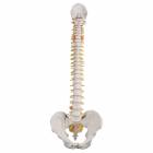 3B Scientific A58-1 Classic Flexible Spine with Male Pelvis - 3B Smart Anatomy