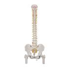 3B Scientific A58-2 Classic Flexible Spine with Femur Heads - 3B Smart Anatomy