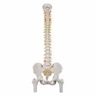 3B Scientific A58-2 Classic Flexible Spine with Femur Heads - 3B Smart Anatomy