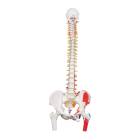 3B Scientific A58-3 Classic Flexible Spine with Femur Heads and Painted Muscles - 3B Smart Anatomy