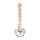 3B Scientific A58-4 Classic Flexible Spine with Female Pelvis - 3B Smart Anatomy