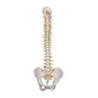 3B Scientific A58-5 Deluxe Flexible Spine with Brain Stem & Opened Sacrum - 3B Smart Anatomy