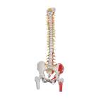 3B Scientific A58-7 Deluxe Flexible Spine with Femur Heads & Painted Muscles - 3B Smart Anatomy