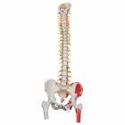 Deluxe Flexible Spine with Femur Heads & Painted Muscles