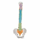 3B Smart Anatomy Didactic Flexible Spine Model A58-8