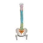 3B Scientific A58-9 Didactic Flexible Spine Model With Femur Heads - 3B Smart Anatomy