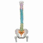 3B Scientific A58-9 Didactic Flexible Spine Model With Femur Heads - 3B Smart Anatomy