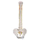 3B Scientific A59-1 Highly Flexible Spine Model - 3B Smart Anatomy