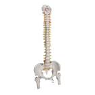 3B Scientific A59-2 Highly Flexible Spine Model with Femur Heads - 3B Smart Anatomy