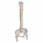 Highly Flexible Spine Model with Femur Heads