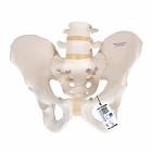 Model A60 Male Pelvic Skeleton - 3B Smart Anatomy