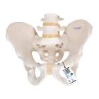 Model A60 Male Pelvic Skeleton - 3B Smart Anatomy