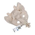 3B Scientific A70-6 Sacrum and Coccyx - 3B Smart Anatomy