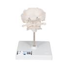3B Scientific A75-1 Atlas and Axis with Occipital Plate on Stand - 3B Smart Anatomy